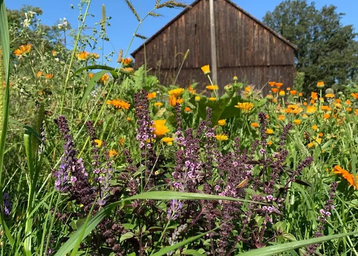 Alter Missen Pensión